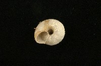 老子盾蝸牛藏品圖，第2張